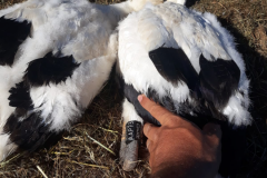 Storch01